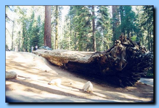 sequoia7g